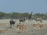 waterhole etosha 02 FP
